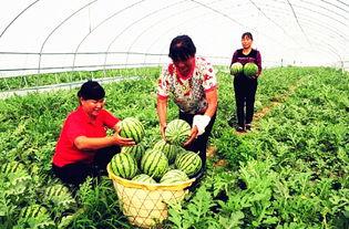 临夏吃瓜最新事件爆料,揭秘背后惊人真相，网络热议持续升温